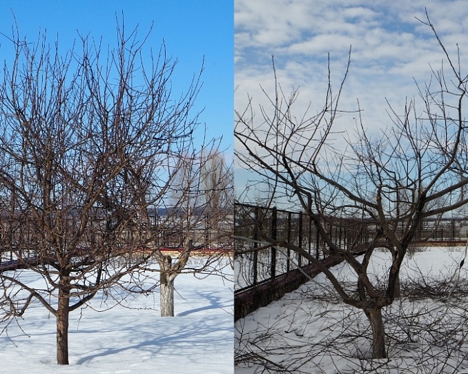 Старт сезона обрезки плодовых деревьев